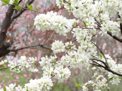 平岡公園の梅-05