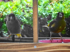カワラヒワの若鳥
