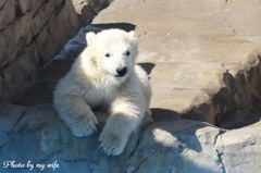 シロクマの赤ちゃん
