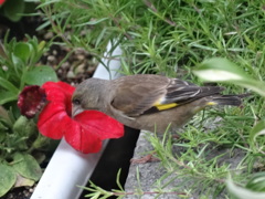 カワラヒワとペチニア