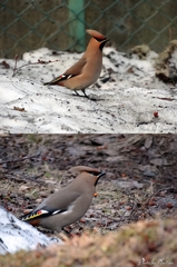 ヒレンジャク4-22-10-vert