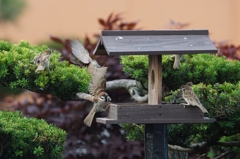 Sparrow