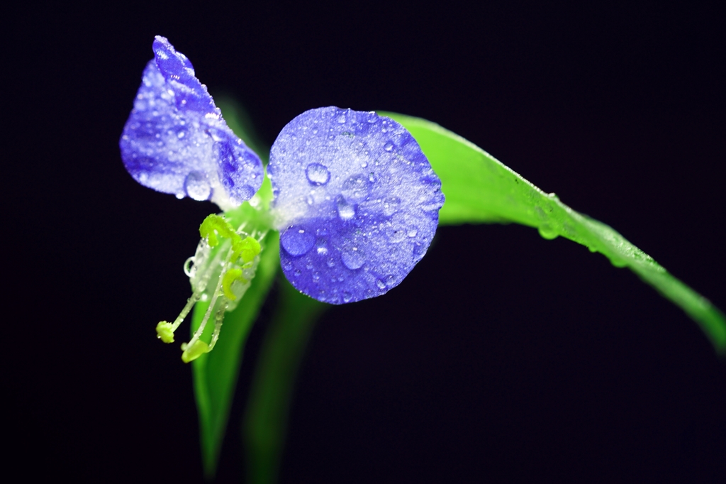 露草