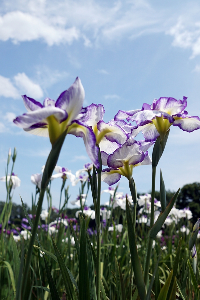 菖蒲