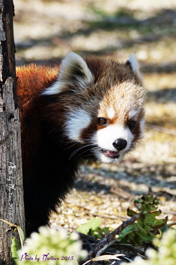 レッサーパンダ