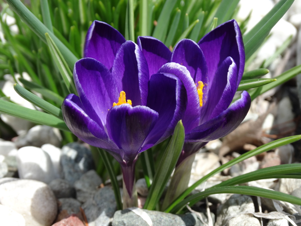 クロッカス