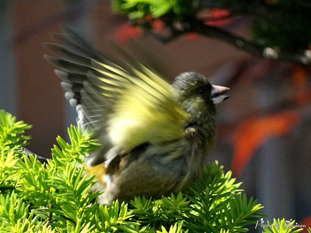 飛びます、飛びます。