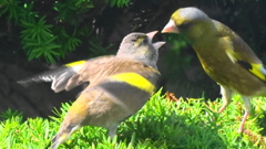 カワラヒワの親子