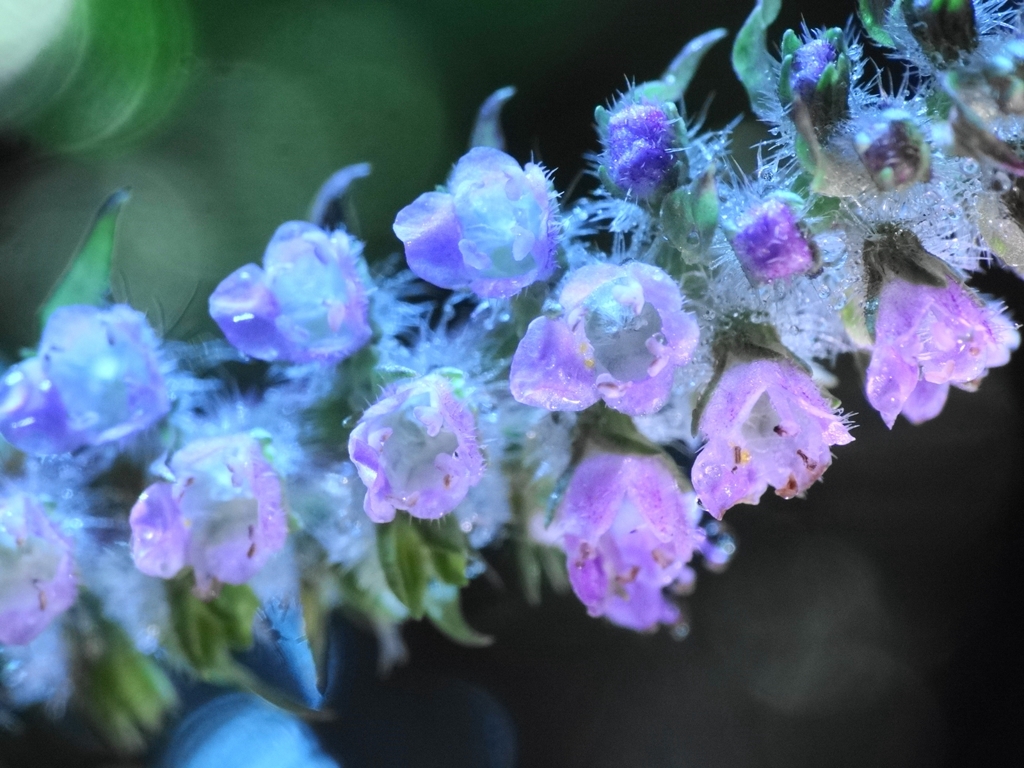 赤紫蘇の花（Flower of red perilla）