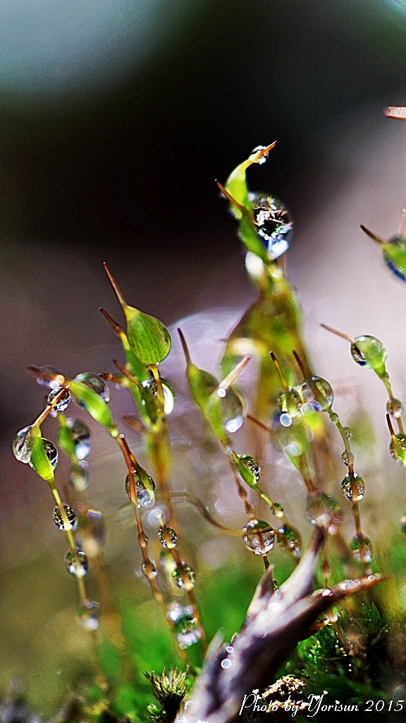 Moss