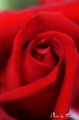 薔薇