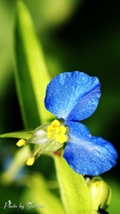 露草