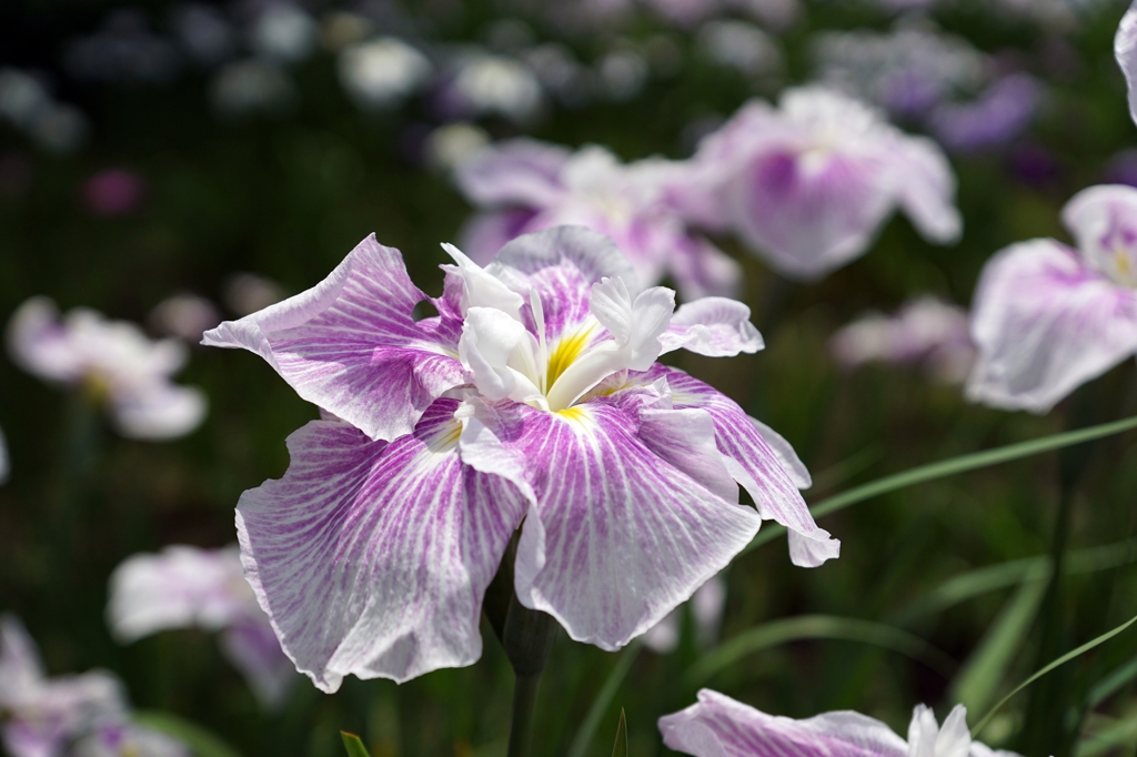 菖蒲
