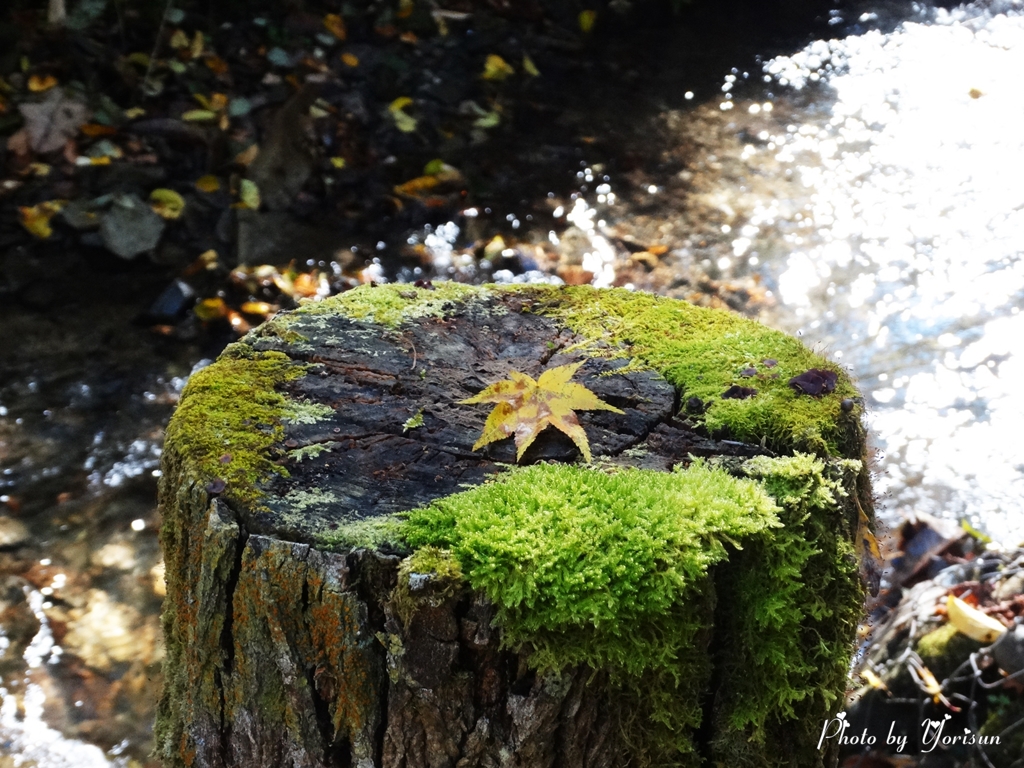 苔の生えた切り株