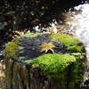 苔の生えた切り株