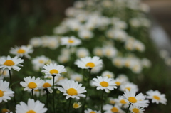 早春の花