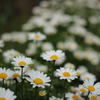 早春の花