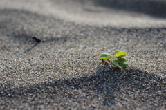 砂浜の若草