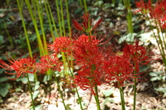 彼岸花４