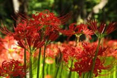 彼岸花７
