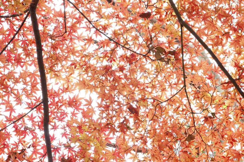 紅葉のじゅうたん
