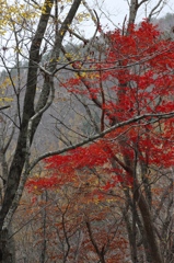 泉ヶ岳　紅葉