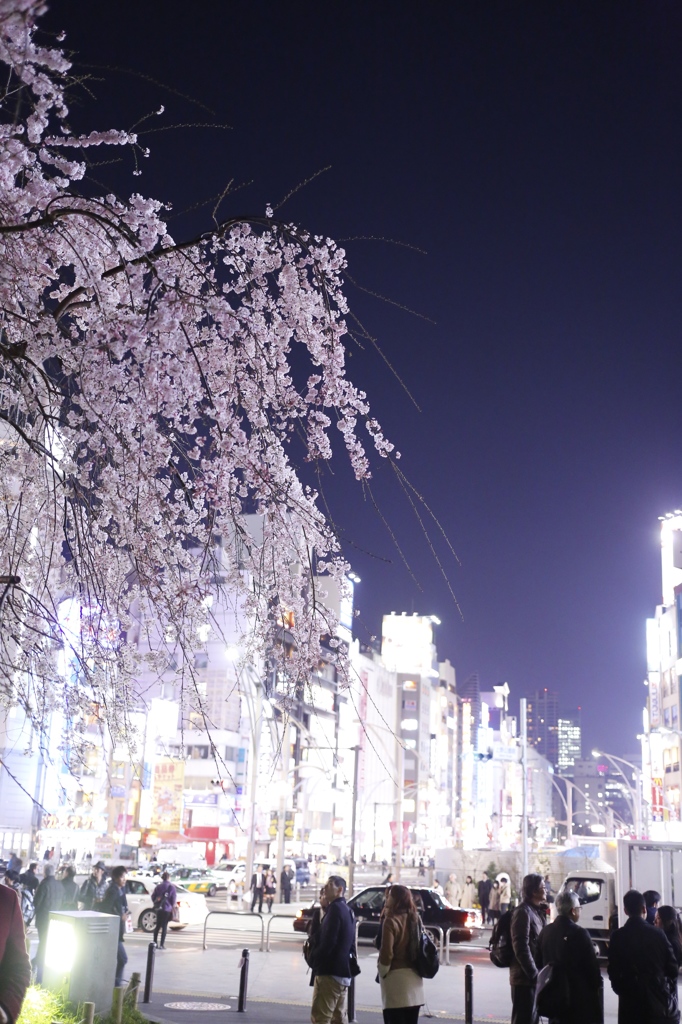 桜のある夜景