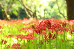 彼岸花５