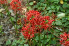 彼岸花８