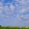 菜の花と