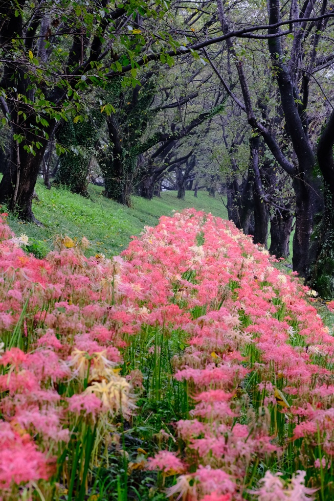 埼玉県吉見町桜堤