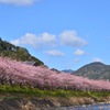 河津桜まつり①