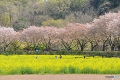 巾着田