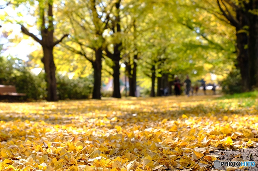 昭和記念公園