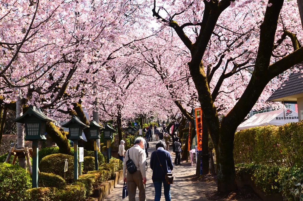 安行桜