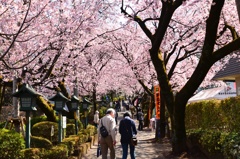 安行桜
