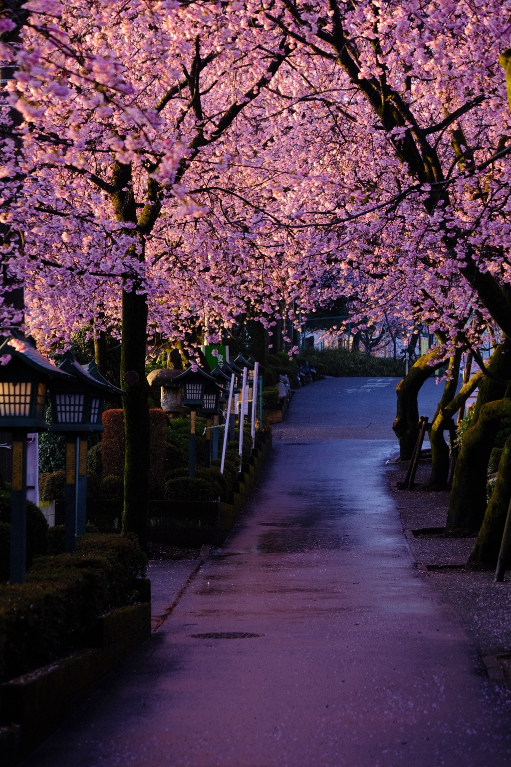 桜参道