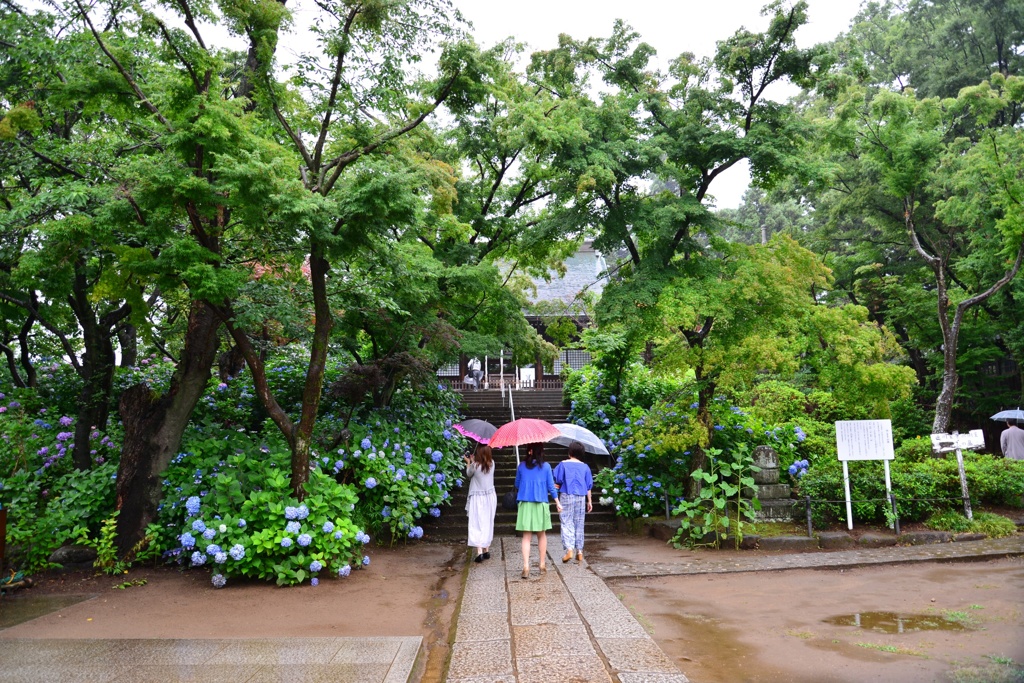 傘紫陽花