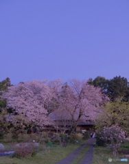 桜家屋