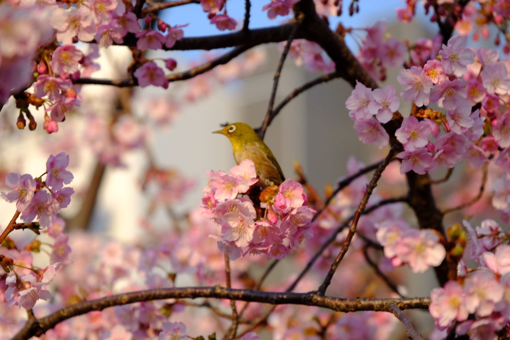 春だ春が来た。