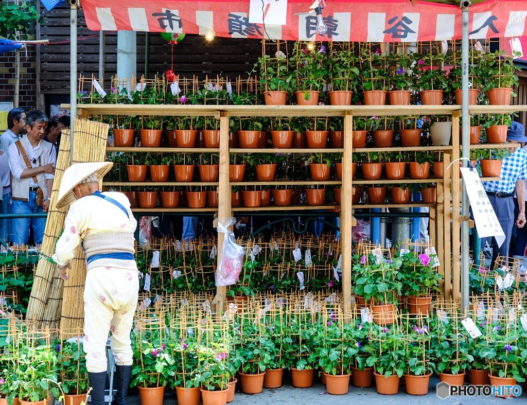 入谷朝顔まつり