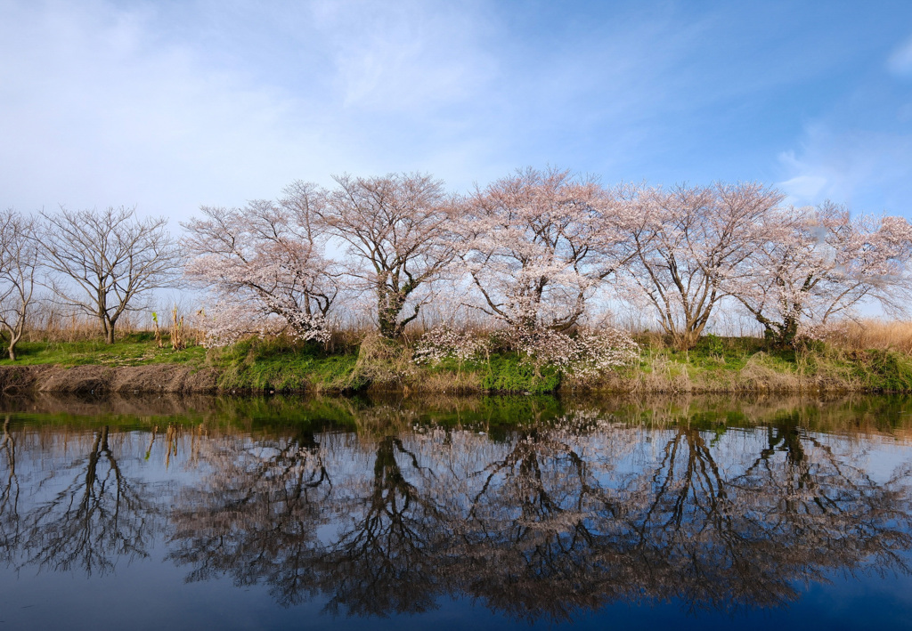 地元の5本桜