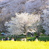 幸手権現堂桜堤