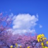 菜の花に誘われて