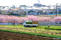 春を求めて