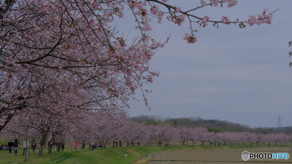 北浅羽桜堤