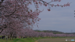 北浅羽桜堤