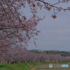 北浅羽桜堤