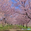 坂戸・北浅羽桜堤