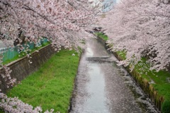 与野鴻沼川の桜